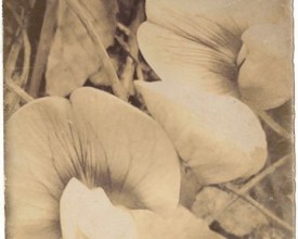 Qui &eacute;s Grand Woursworth?